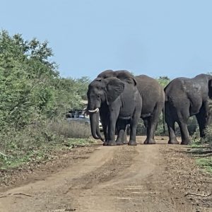 ROYAL JOZINI PRIVATE NATURE RESERVE " LIVIVANE LODGE " TIGER FISHING AND GAME VIWING