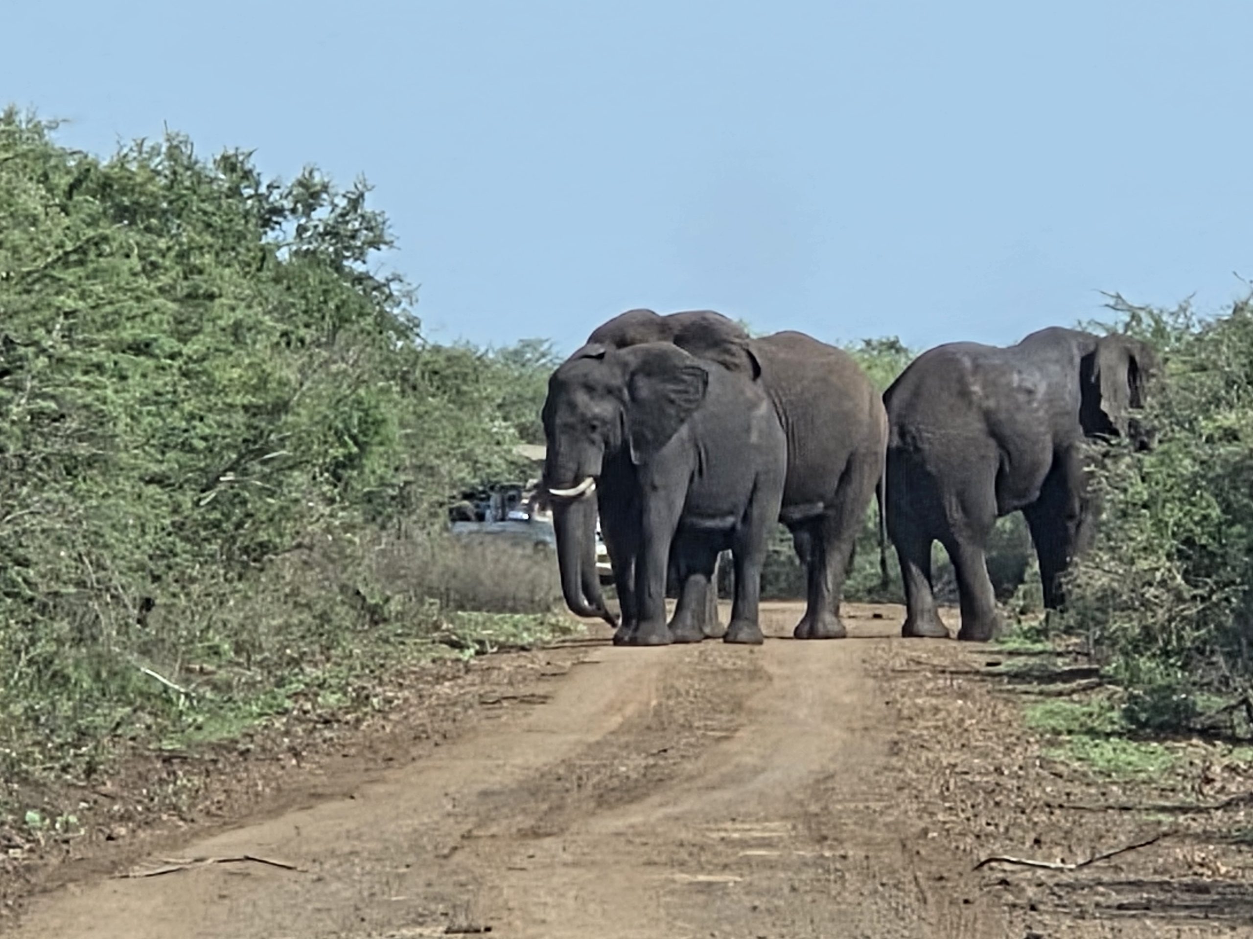 ROYAL JOZINI PRIVATE NATURE RESERVE " LIVIVANE LODGE " TIGER FISHING AND GAME VIWING